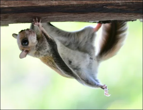 Humboldt’s Flying Squirrel (Glaucomys oregonensis) 2