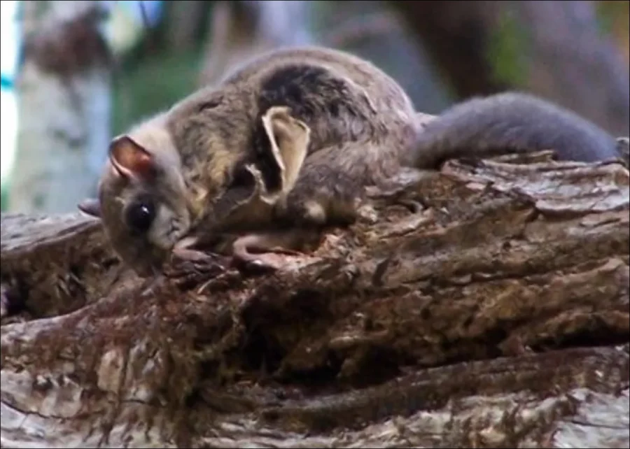 Humboldt’s Flying Squirrel (Glaucomys oregonensis) 1