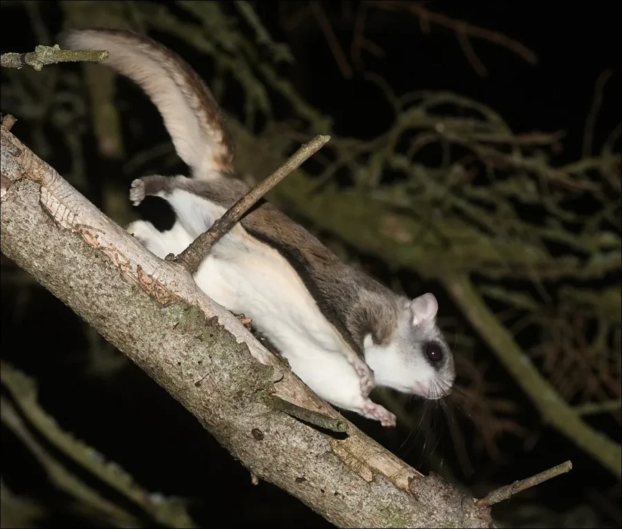 Humboldt’s Flying Squirrel (Glaucomys oregonensis) 2
