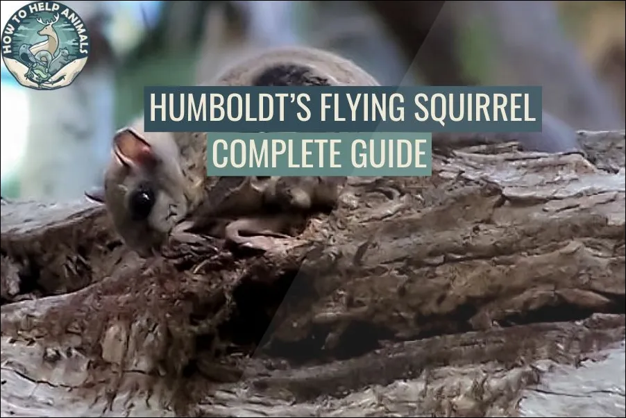 Humboldt’s Flying Squirrel Complete Guide