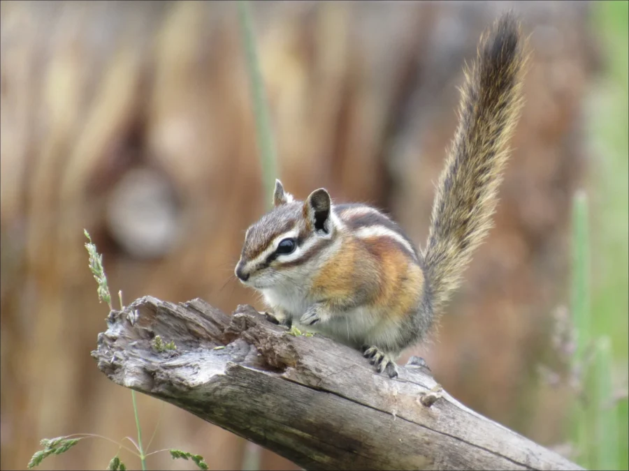 Least Chipmunk