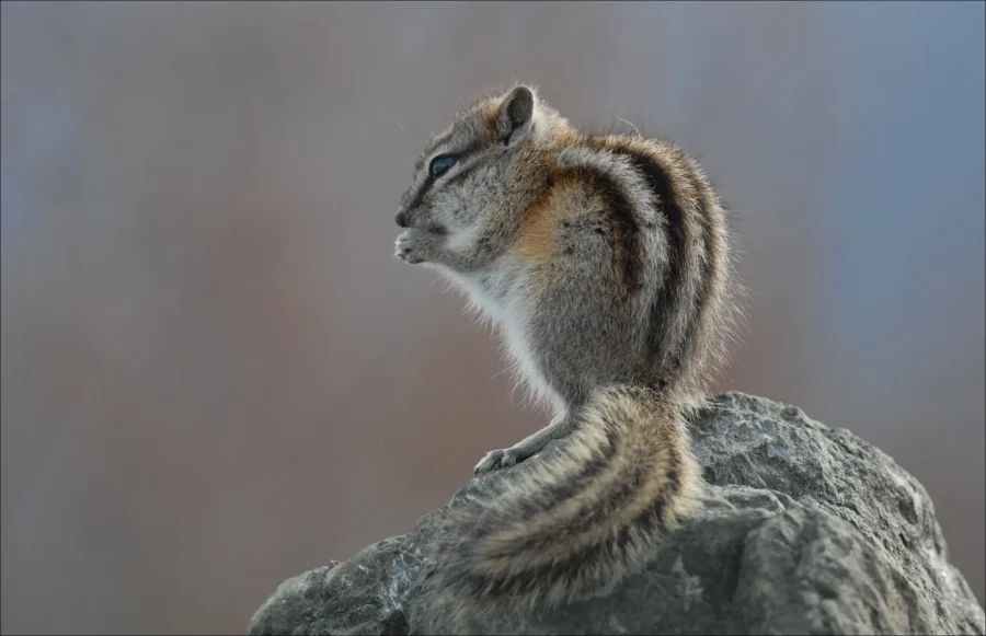 Least Chipmunk