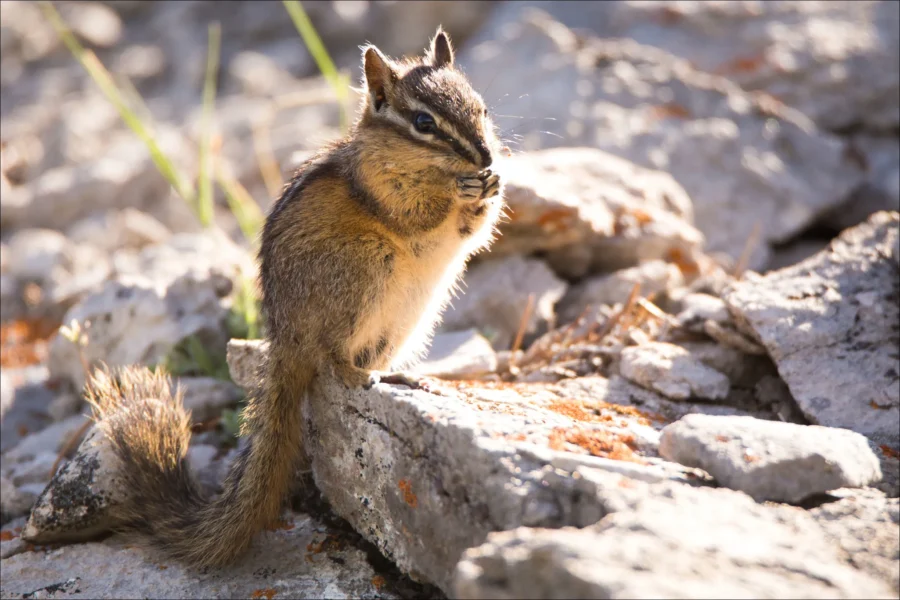Least Chipmunk