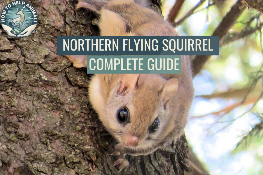 Northern Flying Squirrel