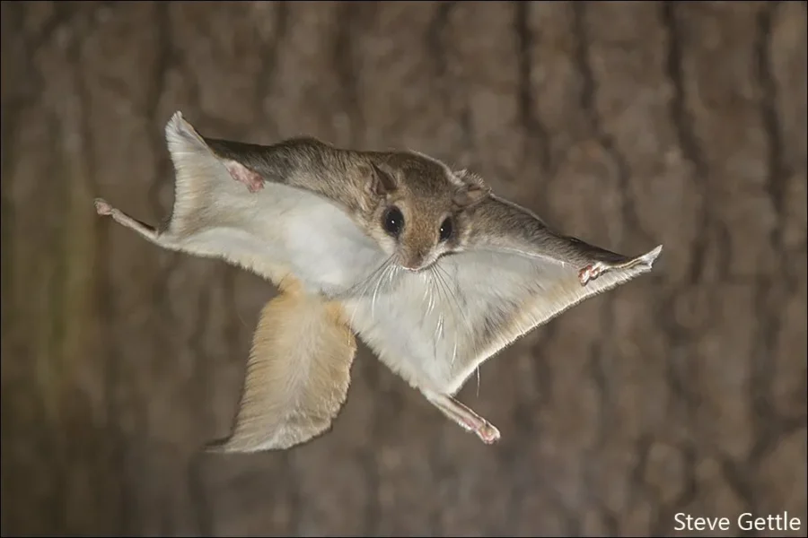 Southern Flying Squirrel