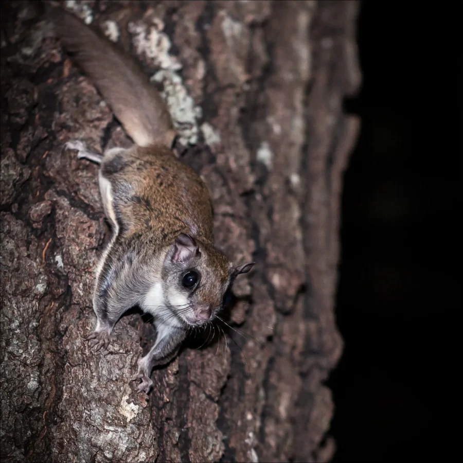 Southern Flying Squirrel