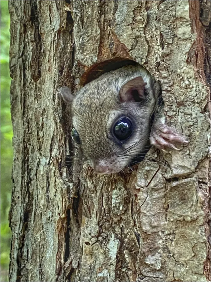 Southern Flying Squirrel