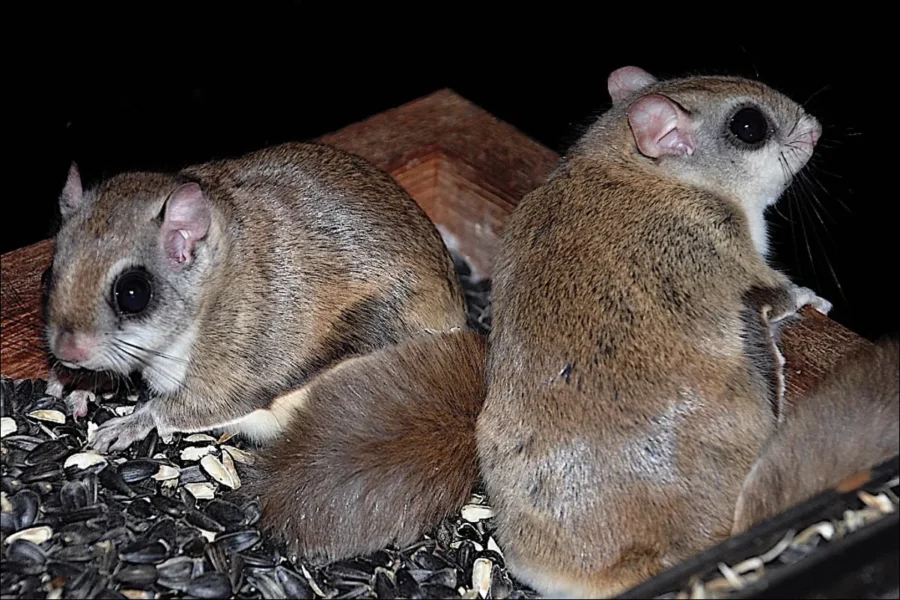 Southern Flying Squirrel