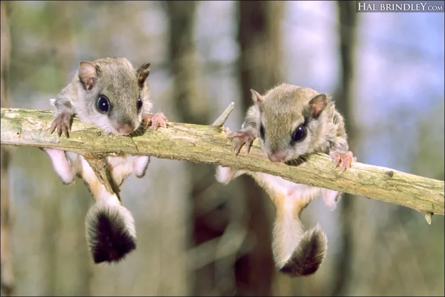 Southern Flying Squirrel