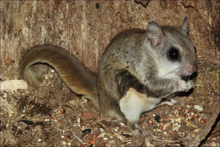Southern Flying Squirrel