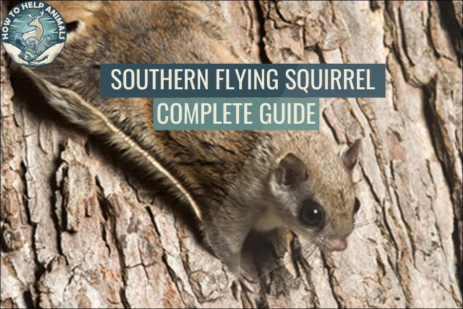 Southern Flying Squirrel