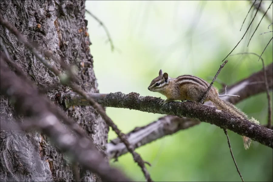 Least Chipmunk