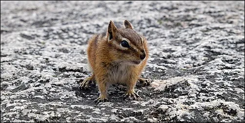 Least Chipmunk