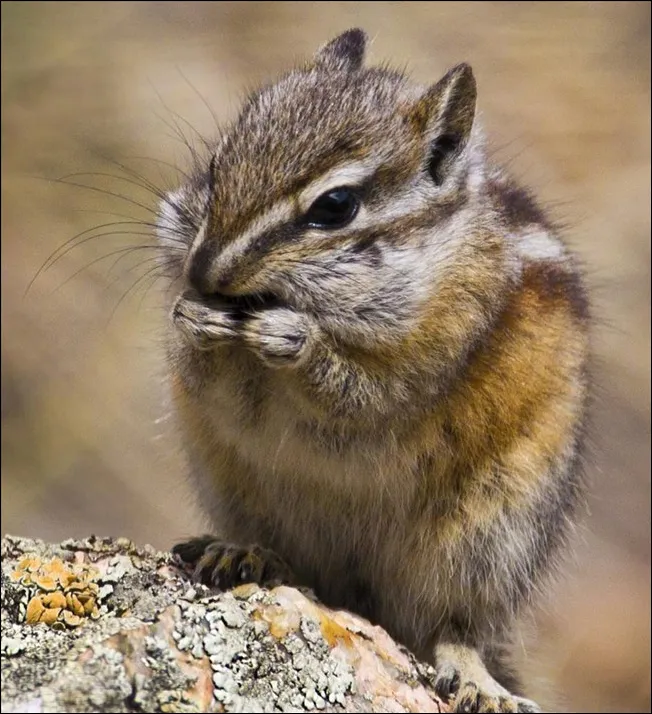 Least Chipmunk