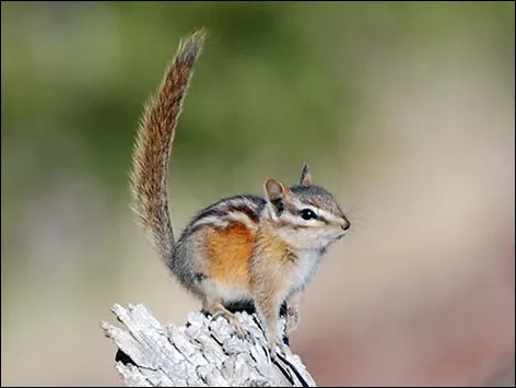 Least Chipmunk