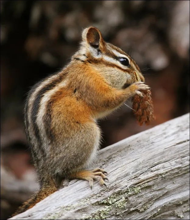 Least Chipmunk