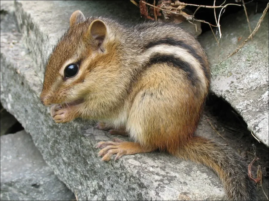 Eastern Chipmunk Tamias striatu
