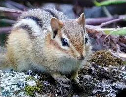 Eastern Chipmunk Tamias striatu