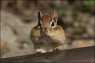 Eastern Chipmunk Tamias striatu