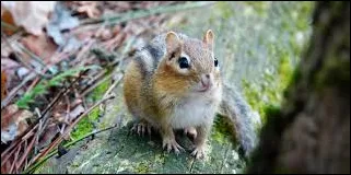 Eastern Chipmunk Tamias striatu