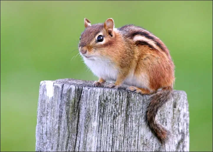 Eastern Chipmunk Tamias striatu