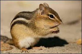 Eastern Chipmunk Tamias striatu