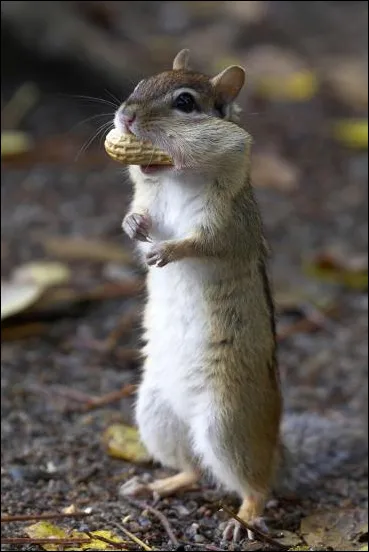 Eastern Chipmunk Tamias striatu