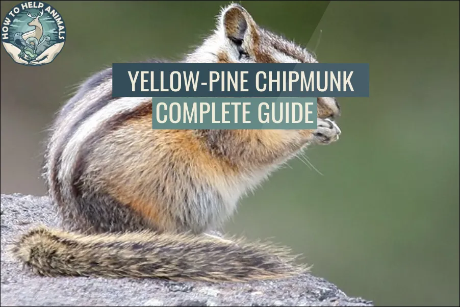 Yellow-Pine Chipmunk Complete Guide