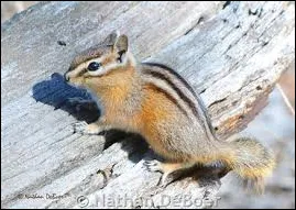 Yellow-Pine Chipmunk