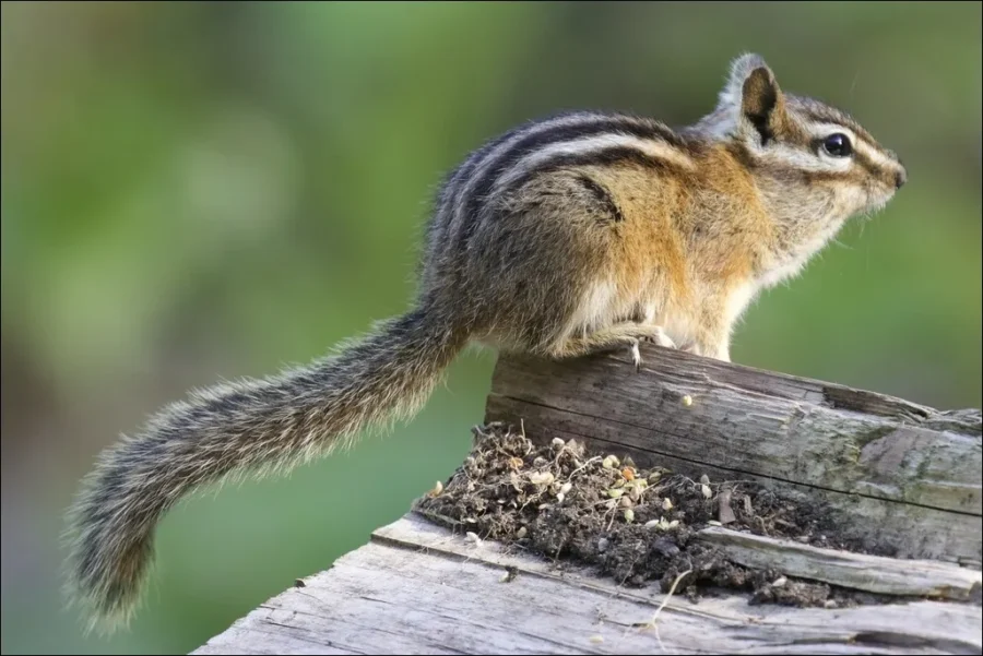 Yellow-Pine Chipmunk