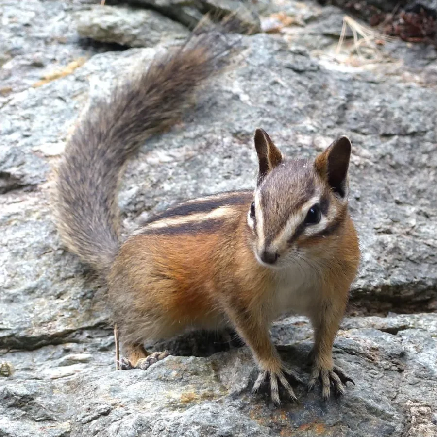 Yellow-Pine Chipmunk