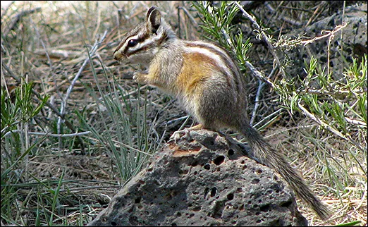 Yellow-Pine Chipmunk