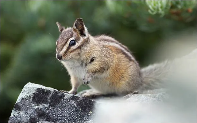 Yellow-Pine Chipmunk