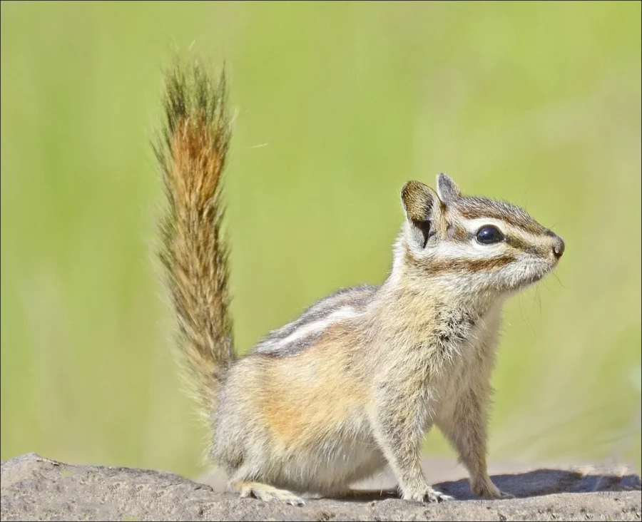 Yellow-Pine Chipmunk
