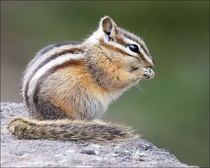Yellow-Pine Chipmunk