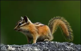 Yellow-Pine Chipmunk