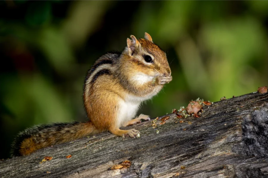 Least Chipmunk